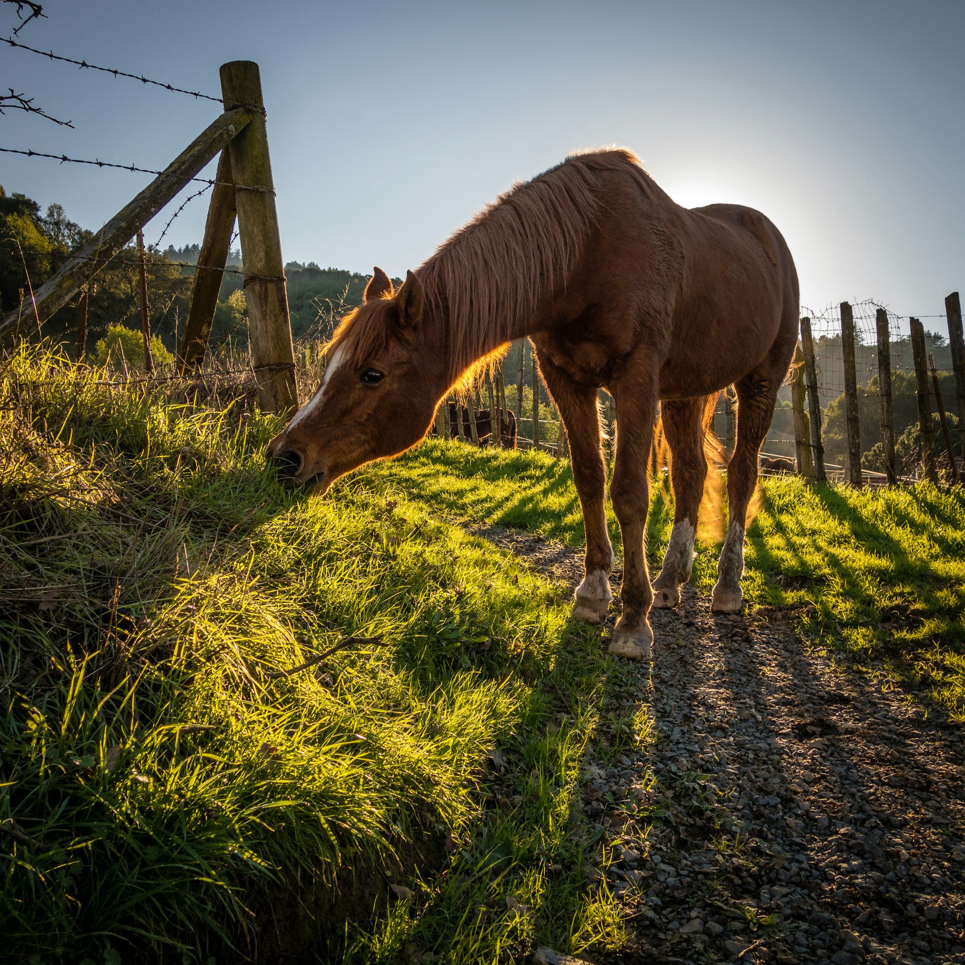 brown horse beside fence